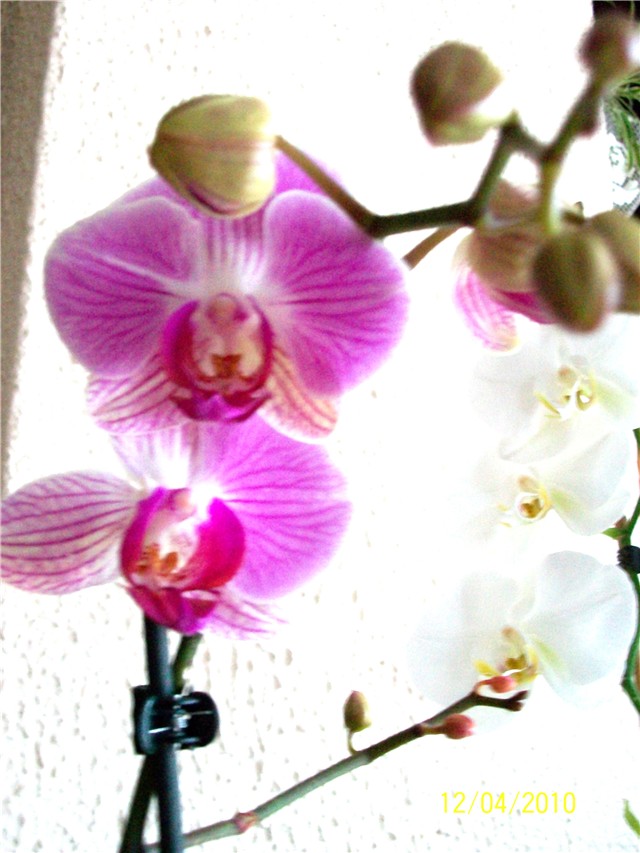 Phalaenopsis orhideja